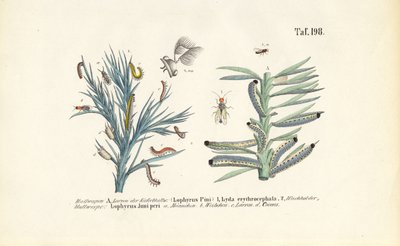  da J. W. Tenhaeff
