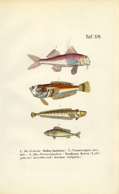  da J. W. Tenhaeff