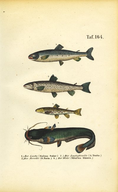  da J. W. Tenhaeff