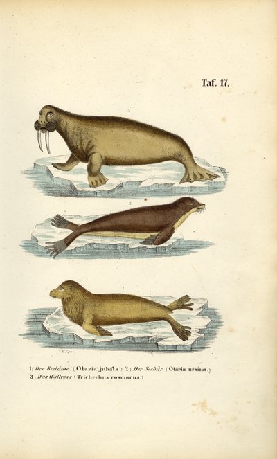 Leone marino, foca da pelliccia e tricheco da J. W. Tenhaeff