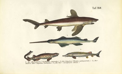  da J. W. Tenhaeff