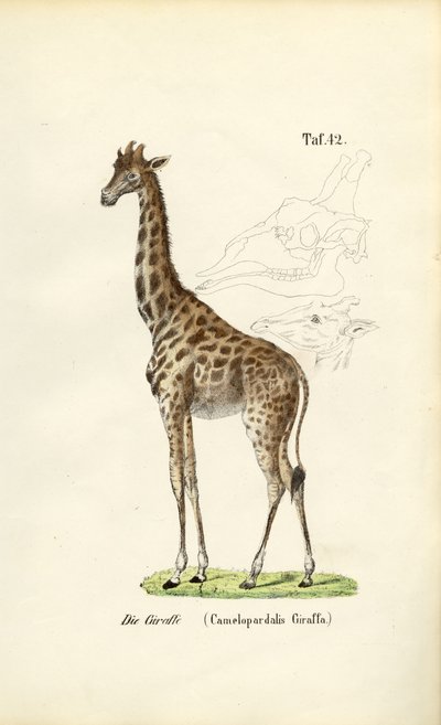  da J. W. Tenhaeff