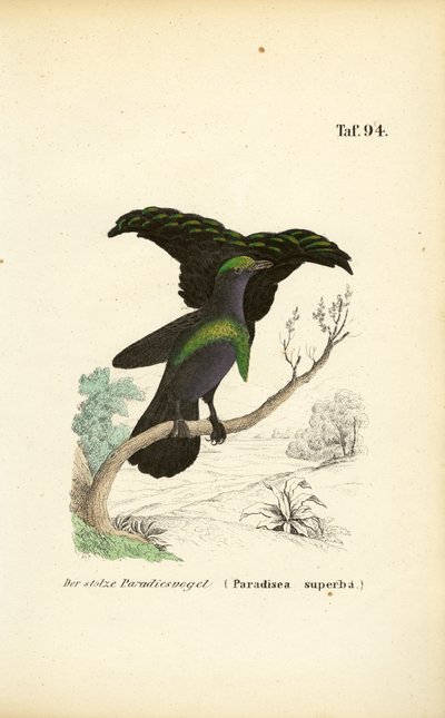 Il superbo uccello del paradiso da J. W. Tenhaeff