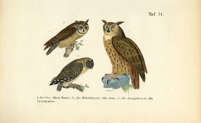Tre specie di gufi con ciuffi auricolari da J. W. Tenhaeff