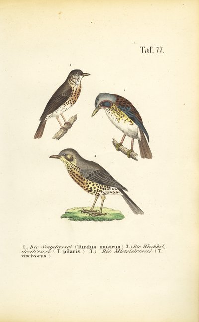 Tre specie di tordo da J. W. Tenhaeff