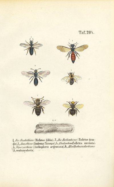 Varie specie di api selvatiche dell