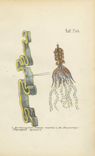 da J. W. Tenhaeff