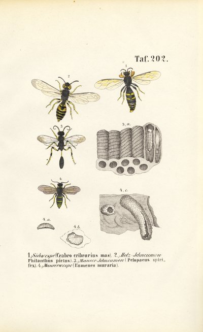 Le vespe e le loro costruzioni di nidi da J. W. Tenhaeff