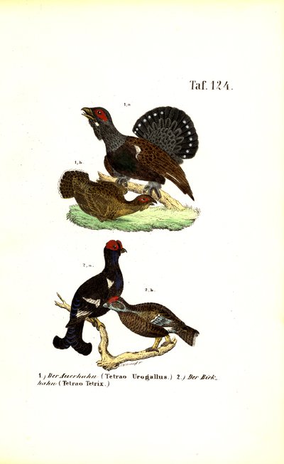 Gallo cedrone occidentale e fagiano di monte da J. W. Tenhaeff