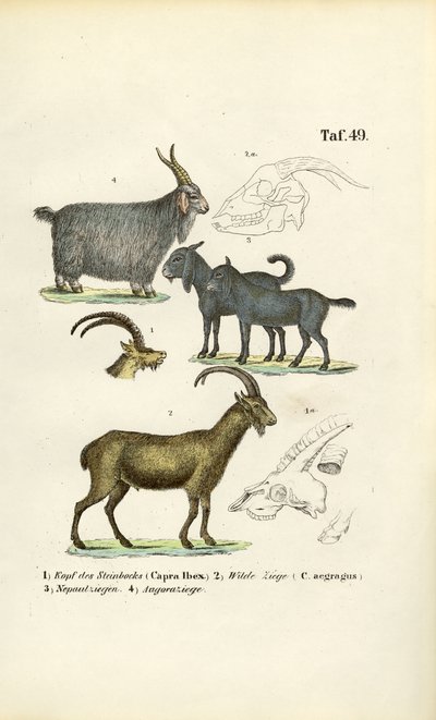 Capre selvatiche e specie di capre con dettagli anatomici da J. W. Tenhaeff