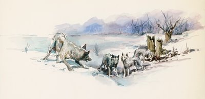 Branco di lupi, da Il richiamo della foresta, romanzo d