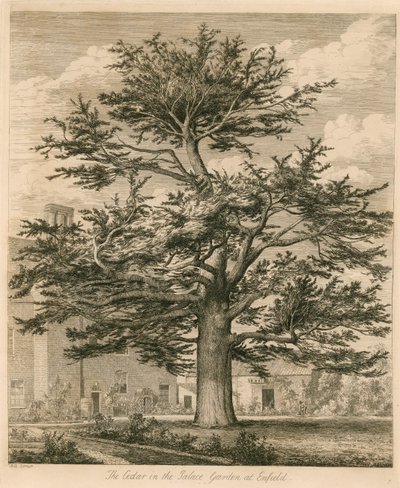 Il Cedro nel Giardino del Palazzo a Enfield, Middlesex da Jacob George Strutt