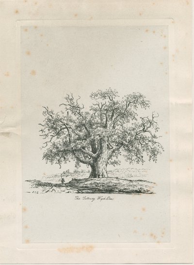 Tutbury - "Olmo di Wych": incisione, nd [c 1820] da Jacob George Strutt