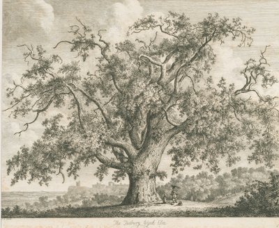 Tutbury - "Olmo di Wych": incisione, nd [c 1820] da Jacob George Strutt