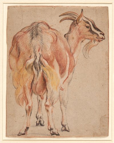 Capra, c.1657 da Jacob Jordaens