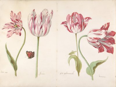 Quattro tulipani: Boter man Butter Man, Joncker Nobleman, Grote geplumaceerde da Jacob Marrel