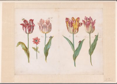 Foglio da un libro di tulipani da Jacob Marrel