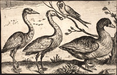 Airone, spatola, uccello e oca da Jacob Matham