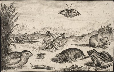 Piccoli animali e insetti: cavalletta, farfalla, arvicola, pernice, ape, lumaca, talpa e rana da Jacob Matham