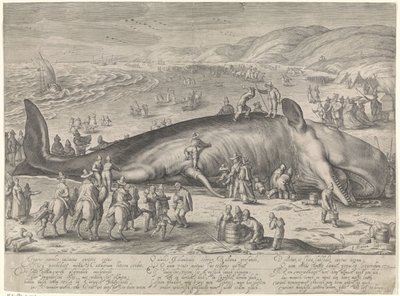 Balena arenata a Berckhey, 1598 da Jacob Matham