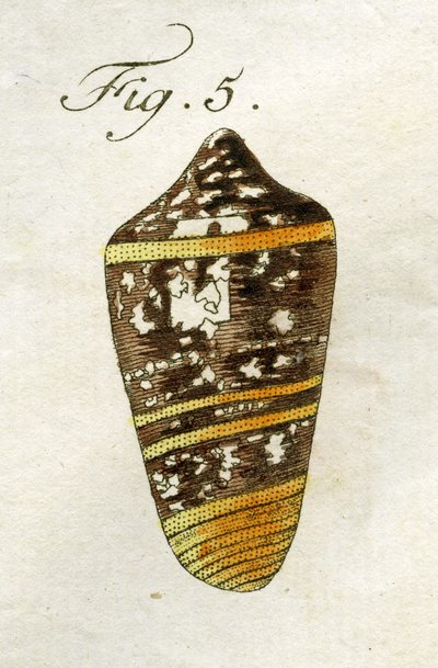 Illustrazione di Conus Ammiralis (sottospecie Summus), 1790 da Jacob Xavier Schmuzer