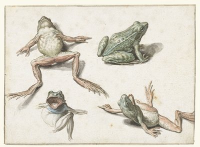 Quattro studi di una rana da Jacob de Gheyn (II)