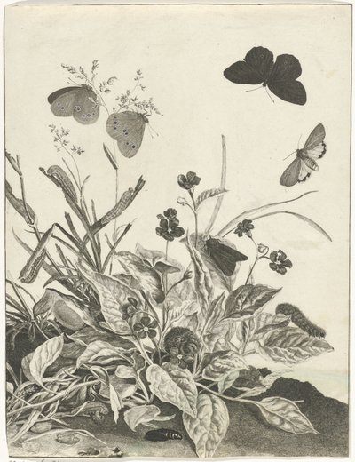 Piante con farfalle e bruchi da Jacob l