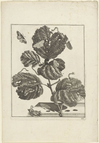 Varie larve e farfalle su una pianta da Jacob l