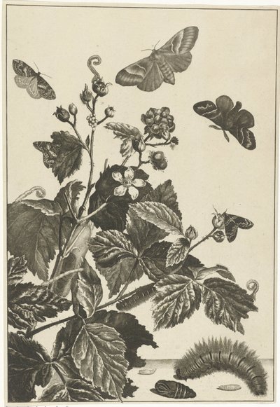 Rosa selvatica con bruchi e farfalle da Jacob l