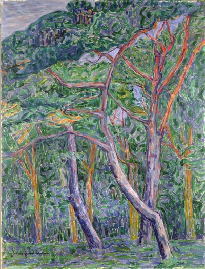 Pini da Jacoba van Heemskerck