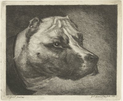 Testa di cane con collare da Jacobus Cornelis Gaal