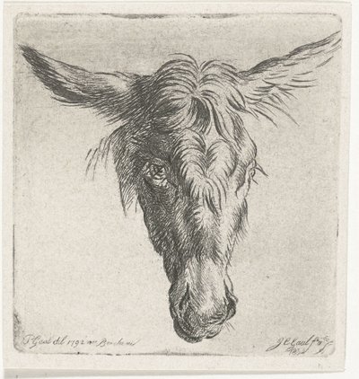 Testa di un asino da Jacobus Cornelis Gaal