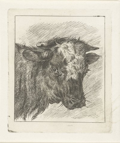 Testa di una mucca con macchia bianca da Jacobus Cornelis Gaal