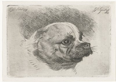 Testa di un carlino da Jacobus Cornelis Gaal