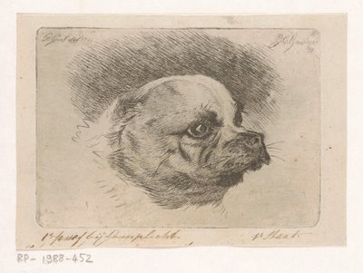 Testa di un carlino da Jacobus Cornelis Gaal
