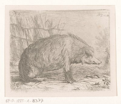Cinghiale seduto da Jacobus Cornelis Gaal