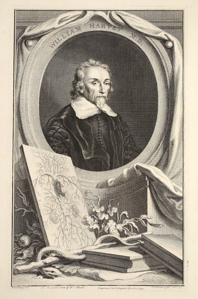 Ritratto di William Harvey, illustrazione da 