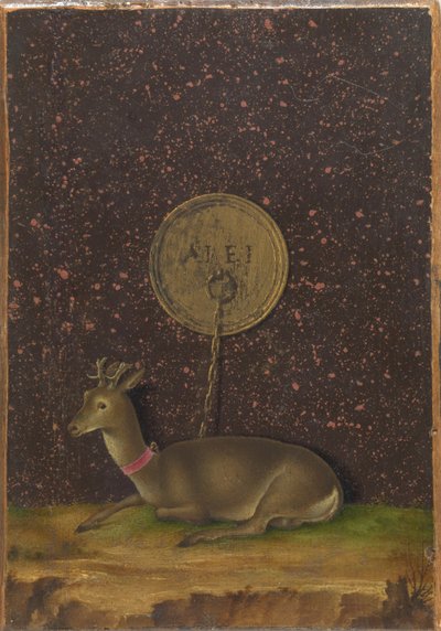 Ritratto di Alvise Contarini(); (verso) Un capriolo legato da Jacometto Veneziano