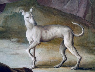 Cane, (dettaglio) da un affresco di Jacopo Guarana (1720-1808), sala centrale di Villa Contarini, Valnogaredo, Veneto, Italia da Jacopo Guarana