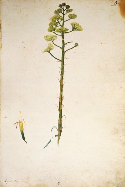 Fiore di agave (Agave americana) di Jacopo Ligozzi da Jacopo Ligozzi
