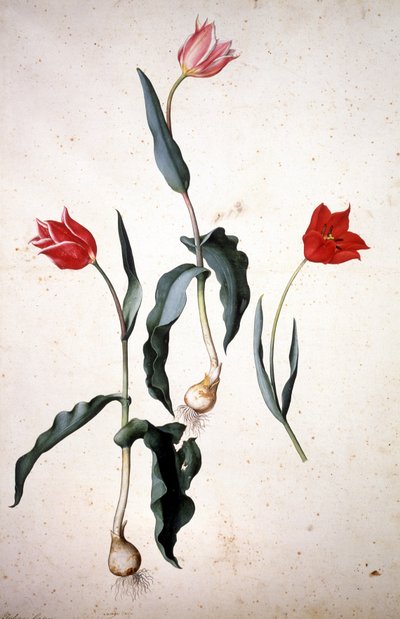 Erbario: Tulipa Gesaeriana da Jacopo Ligozzi