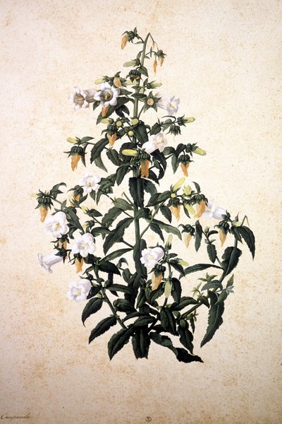 Erbario: Campanula da Jacopo Ligozzi