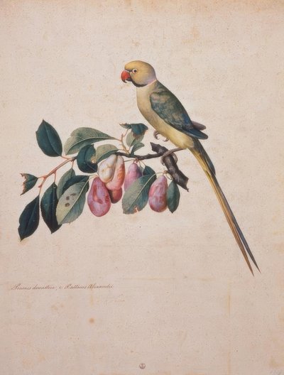 Prunus domestica e Psittacus Alexandri da Jacopo Ligozzi
