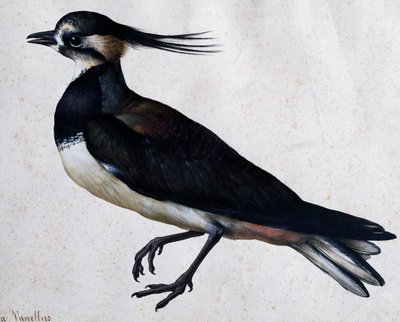 Tringa vanellus (Pavoncella) di Jacopo Ligozzi da Jacopo Ligozzi