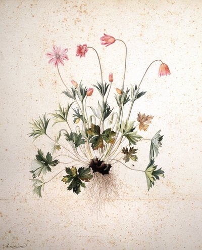 Immagine sconosciuta da Jacopo Ligozzi