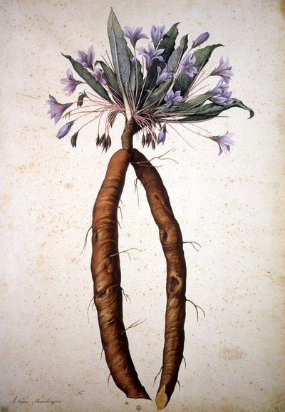 Immagine sconosciuta da Jacopo Ligozzi