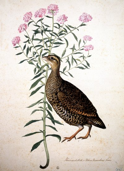 Immagine sconosciuta da Jacopo Ligozzi