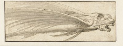 Pesce volante da Jacopo Ligozzi