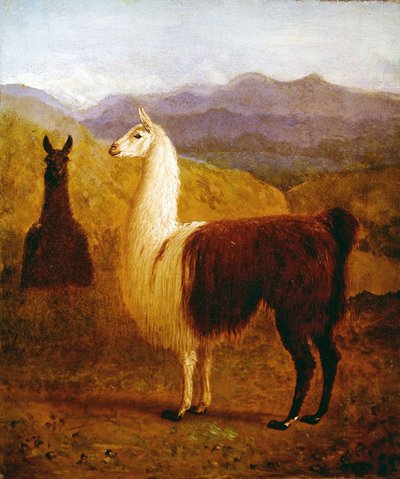 Due lama da Jacques Laurent Agasse