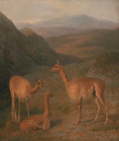 Vigogne da Jacques-Laurent Agasse